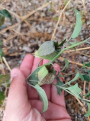 Physalis hederifolia