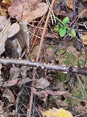 Nectria cinnabarina