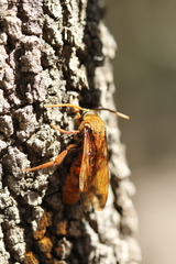 Trisciloa ferruginea