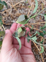 Physalis hederifolia