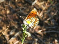 Melitaea celadussa