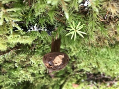 Boletus subgraveolens