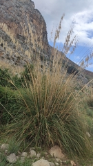 Ampelodesmos mauritanicus