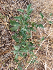 Physalis hederifolia
