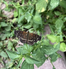 Anthanassa texana texana