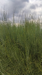 Ephedra fragilis