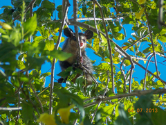 Didelphis aurita