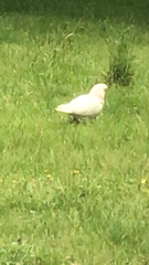 Cacatua tenuirostris