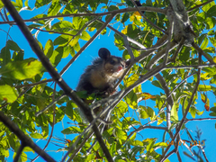 Didelphis aurita