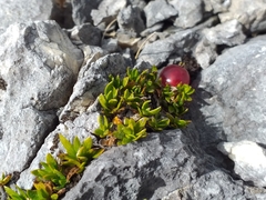 Coprosma atropurpurea