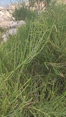 Ephedra major
