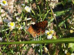 Melitaea celadussa