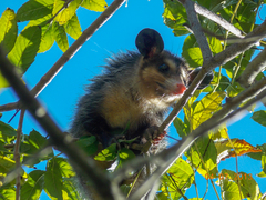Didelphis aurita