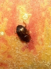 Stelidota geminata