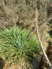 Aciphylla scott-thomsonii