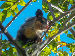 Didelphis aurita