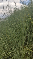 Ephedra fragilis