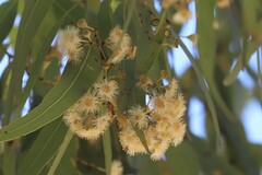 Corymbia nesophila