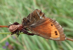 Erebia euryale