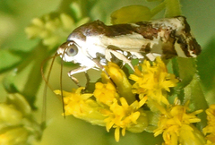 Tarache augustipennis