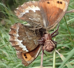 Erebia euryale