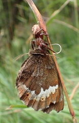 Erebia euryale