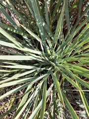 Aciphylla scott-thomsonii