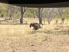 Struthio camelus australis