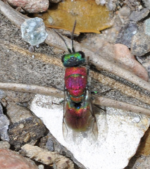 Chrysura