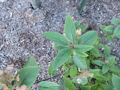Viburnum rhytidophyllum