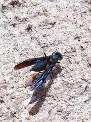 Synoeca septentrionalis