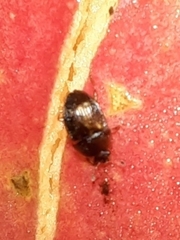 Stelidota geminata