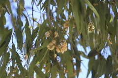 Corymbia nesophila