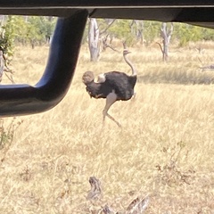 Struthio camelus australis