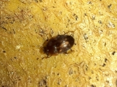 Stelidota geminata
