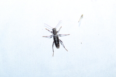 Xylotrechus sagittatus