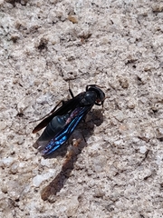 Synoeca septentrionalis