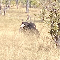 Struthio camelus australis