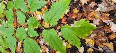 Actaea