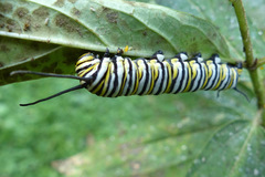 Danaus plexippus