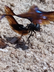 Synoeca septentrionalis