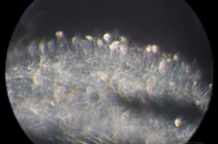 Lepiota castaneidisca