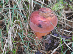 Baorangia
