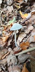 Stropharia aeruginosa