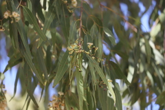 Corymbia nesophila