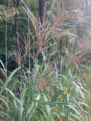 Miscanthus