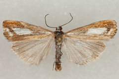 Catoptria latiradiellus