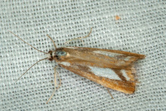 Catoptria latiradiellus