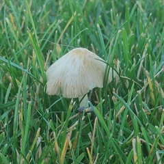 Bolbitius