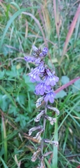 Lobelia amoena